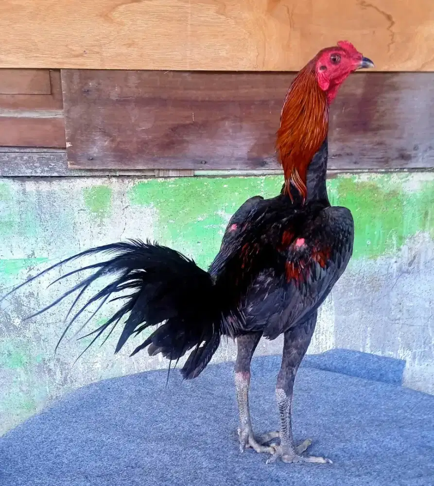 Ayam line pamakhoy Jr amunisi muda ready jelas berkualitas dan terawat