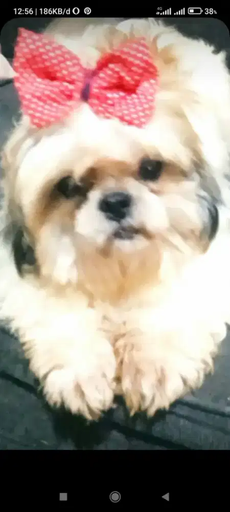 Anjing shintzhu indukan 2thn