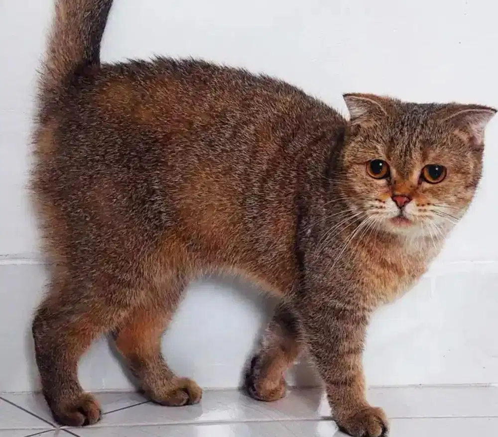 Jual cepat urgent BSH SCOTTISH FOLD 2 tahun indukan betina