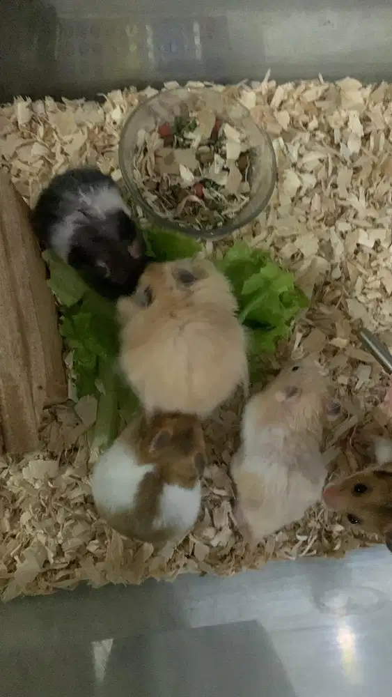 hamster syrian jinak