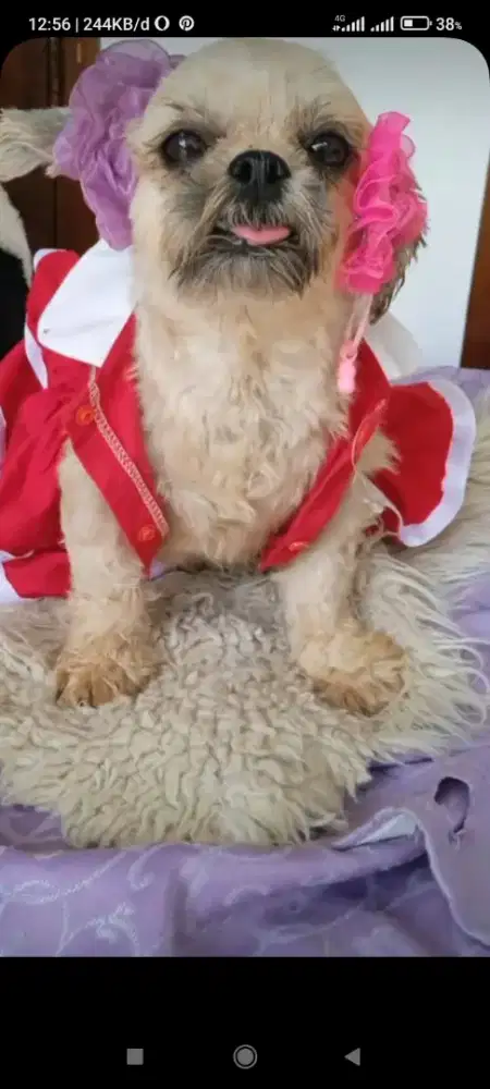 Anjing shintzhu  2thn betina