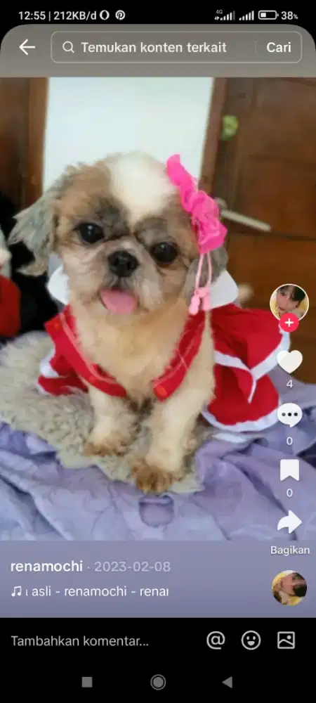 Anjing shintzhu beina 2thn  mini