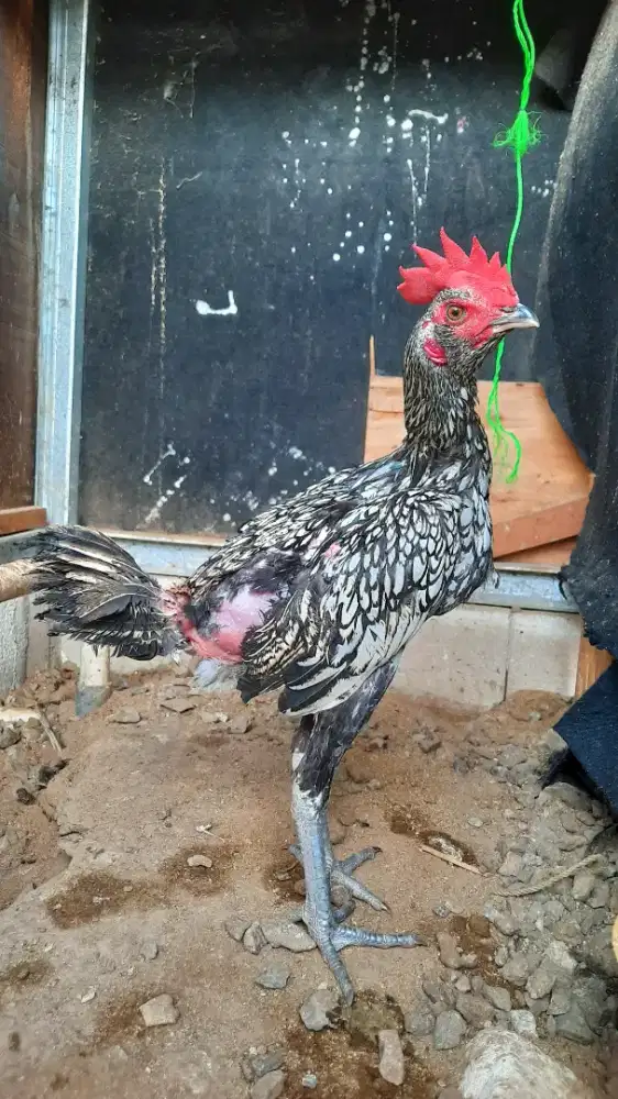 Ayam Jantan Pama Saenkhon