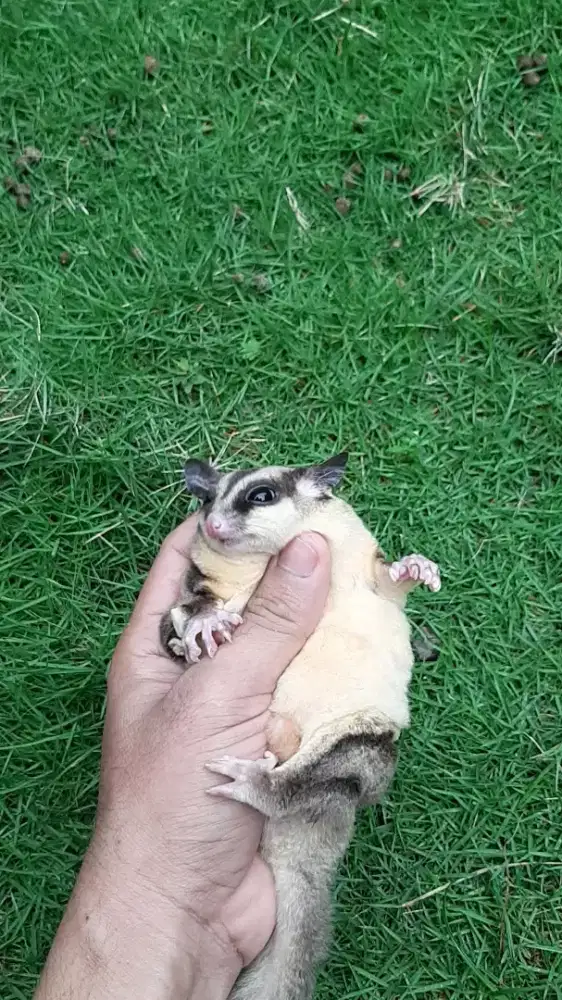 Sugar Glider Obes CG