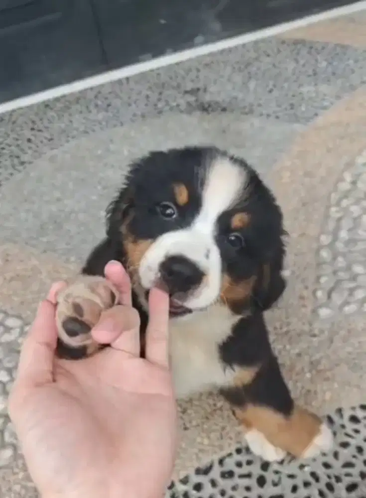 Jual anjing bernese betina