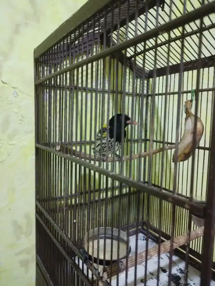 Kepodang Hutan Exotice