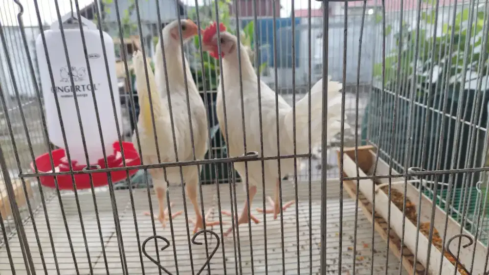 Ayam White leghorn