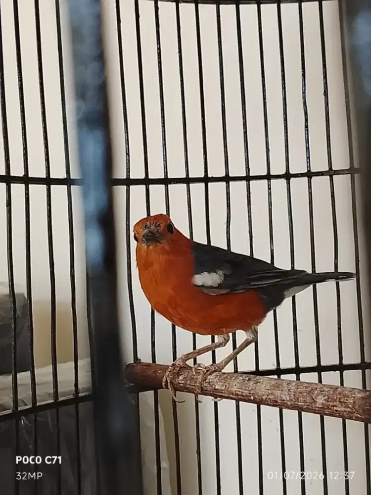 Anis merah jantan fullset