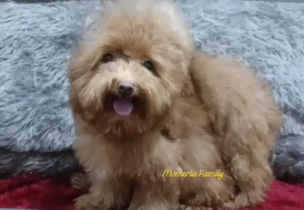 Poodle jantan stb perkin