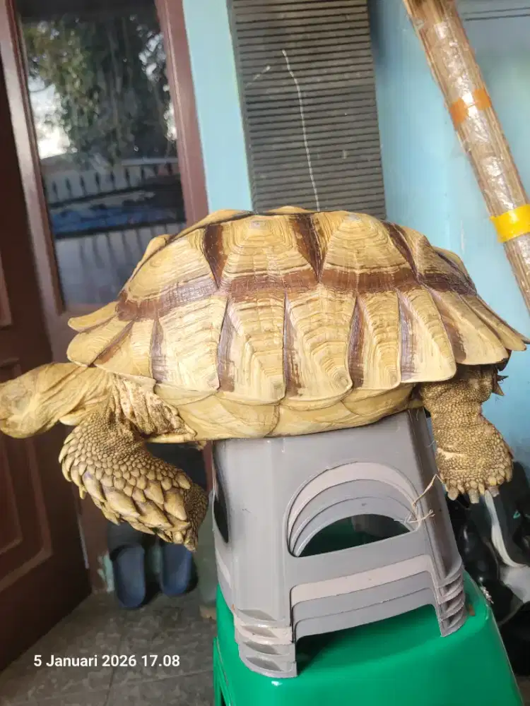 Jantan thinline 43cm