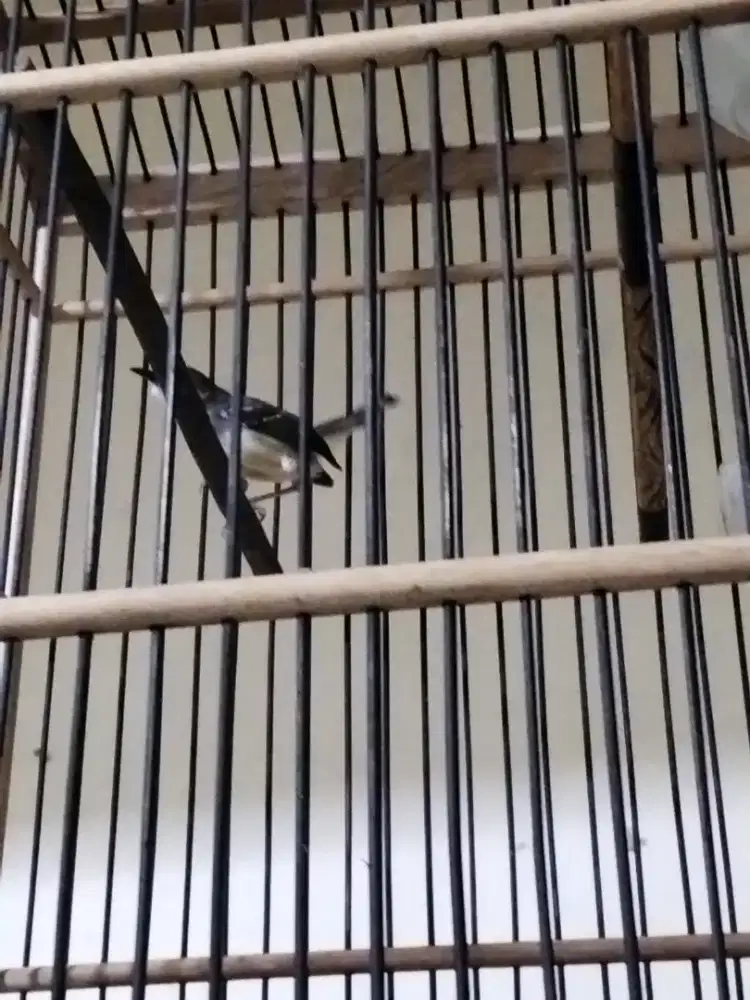 Jual burung Ciblek kristal