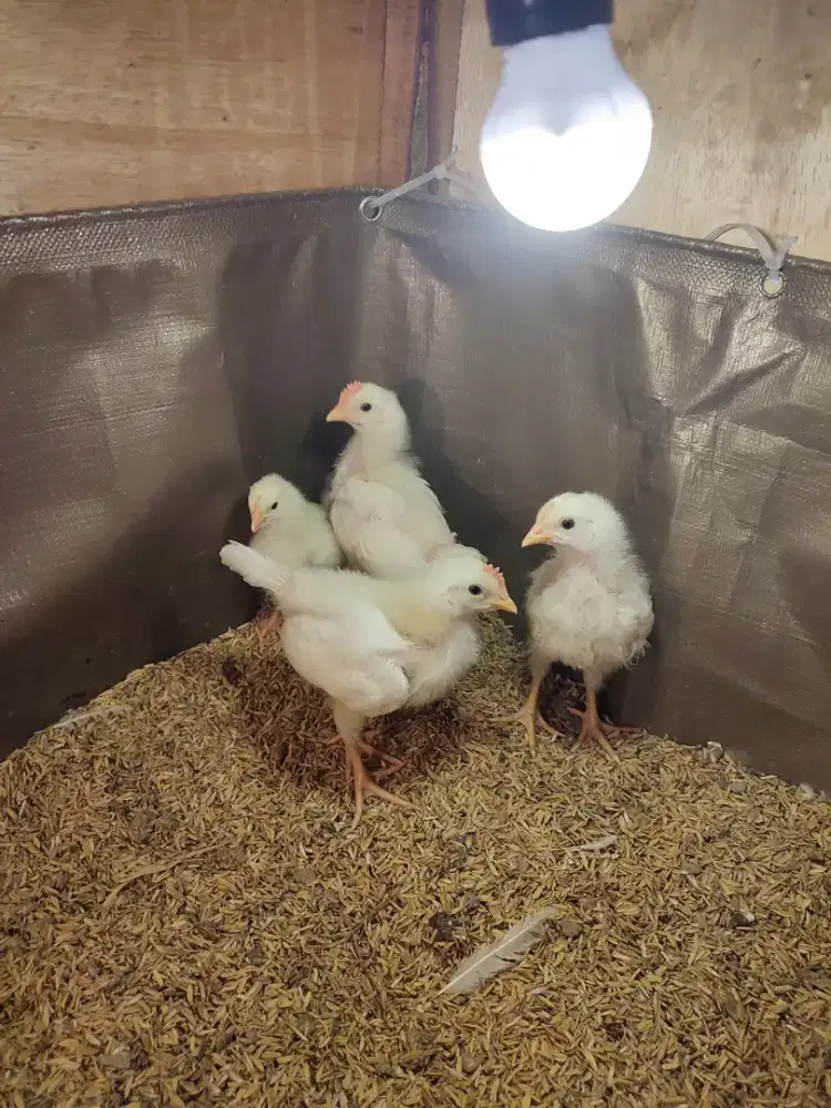 Ayam import white leghorn