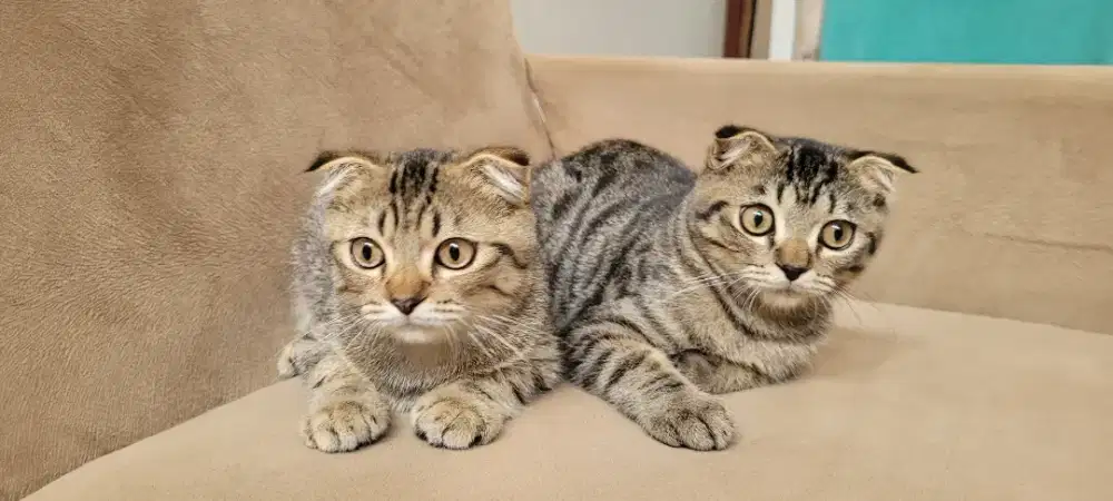 Kucing Scottish Fold