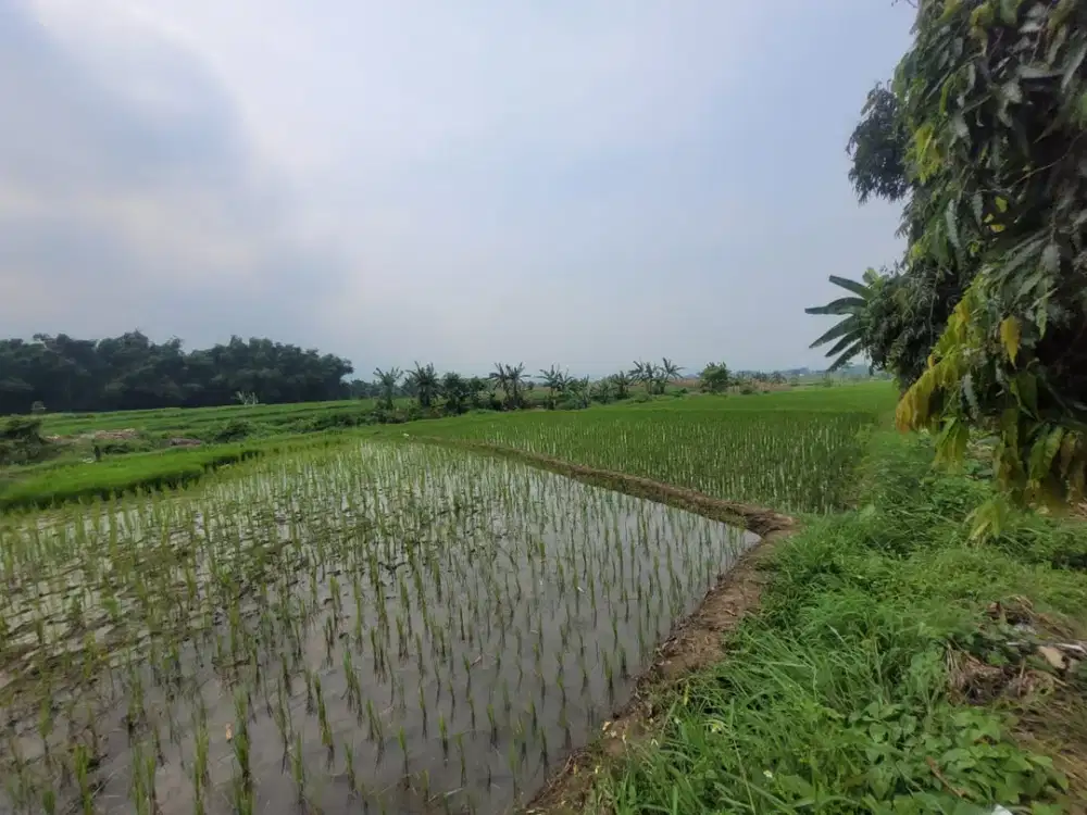 Tanah Strategis dan Murah di Kawasan Kutorejo, Mojokerto dekat dengan Stadion Gelora Gajah Mada