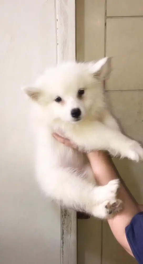 Samoyed Betina Umur 2 Bulan lebih
