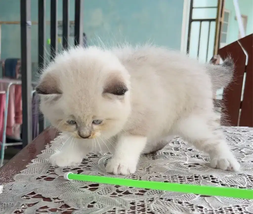 Kucing Himalaya Lucu