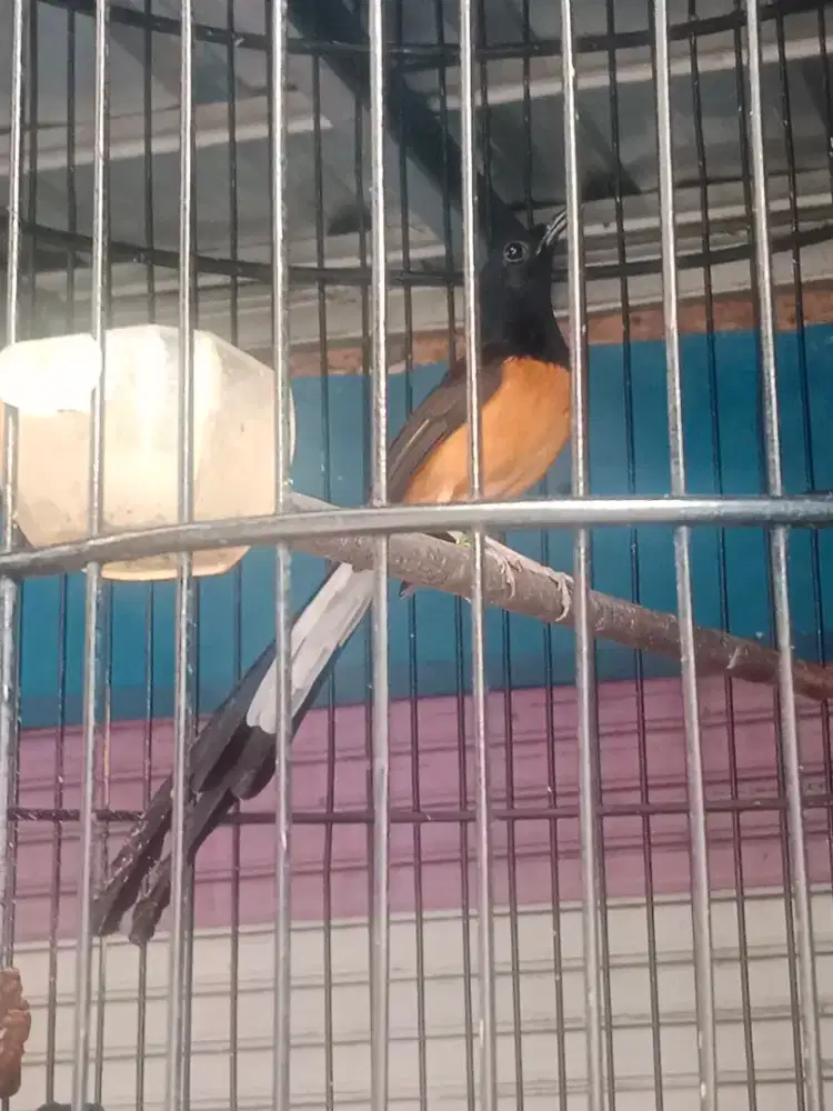 Murai medan pastol 7 bulan blorok sayap