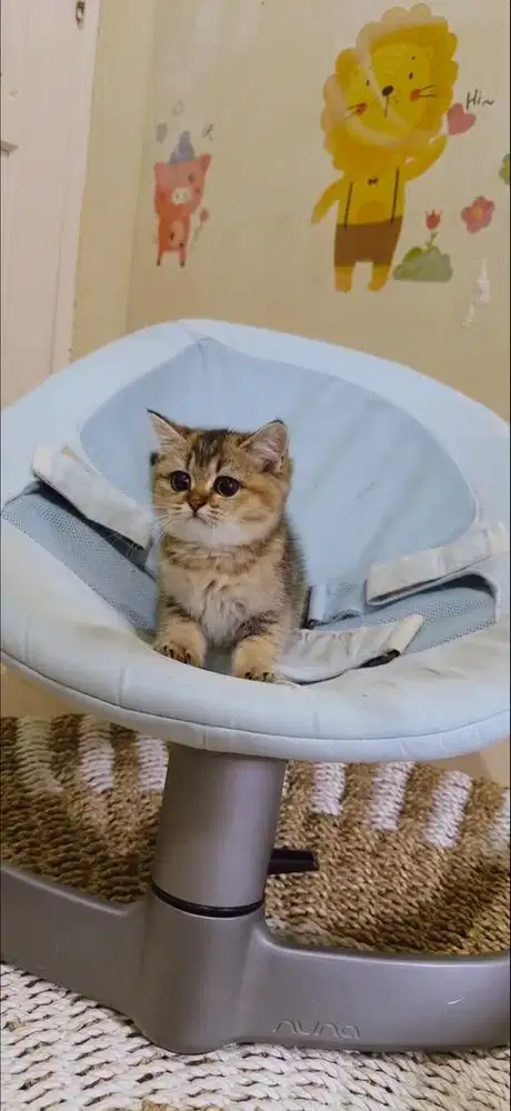 Kucing BSH | Scottish Straight Golden Female pure bukan mix