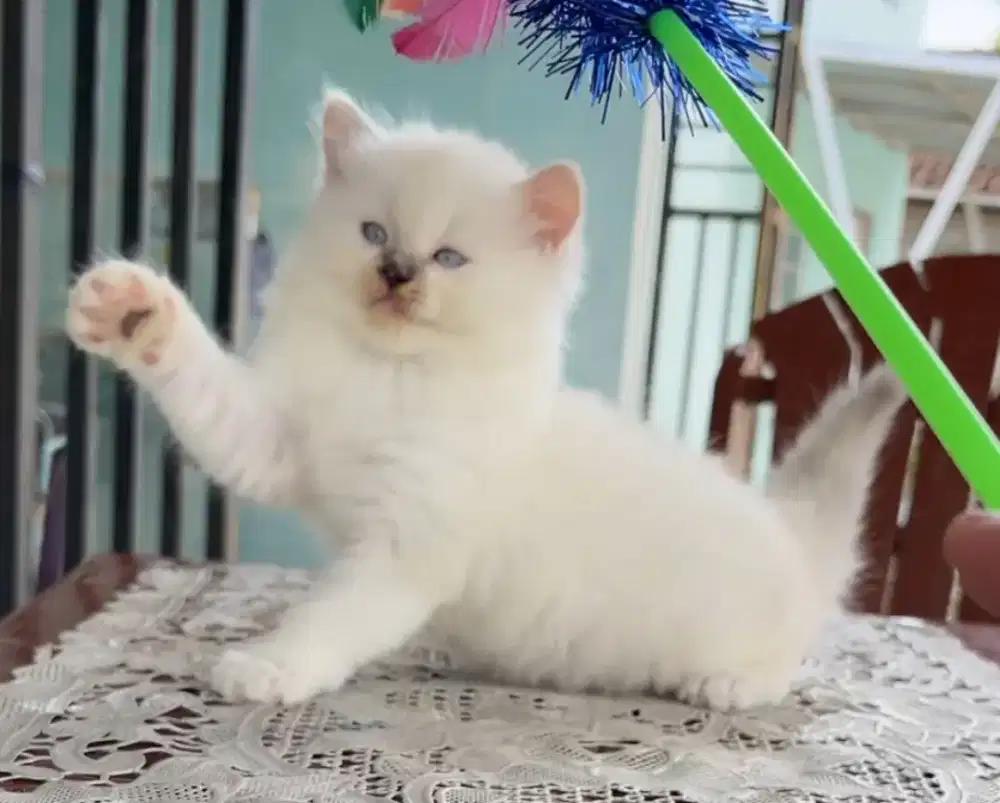 Kucing Himalayan Lucu