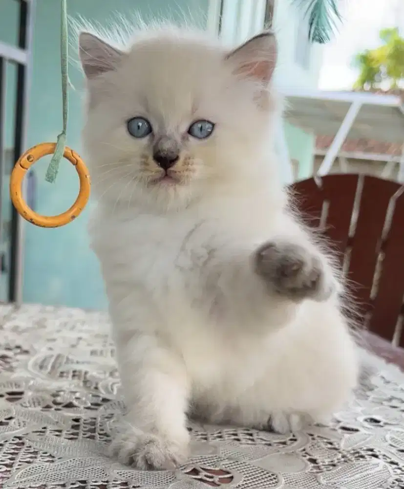 Kucing Himalayan Lucu