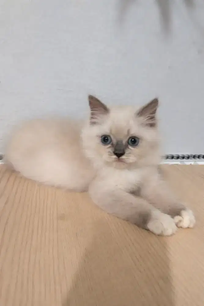 kitten persia himalaya
