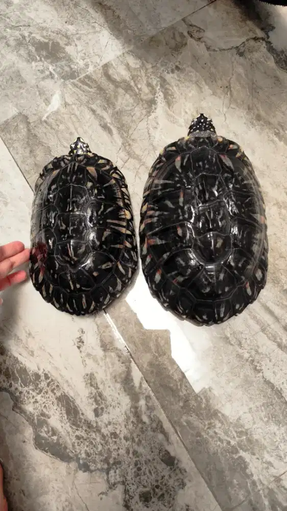 Kura kura air hamiltoni