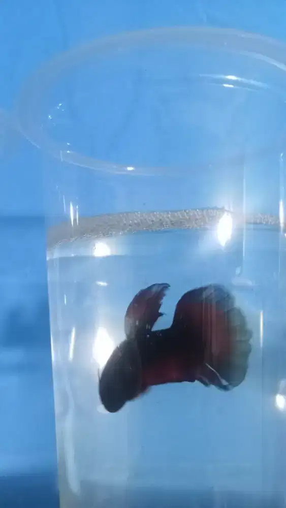 Ikan cupang / ikan laga