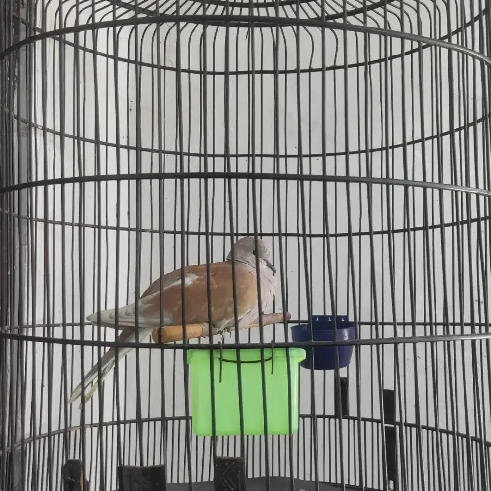 Burung Puter Blasteran