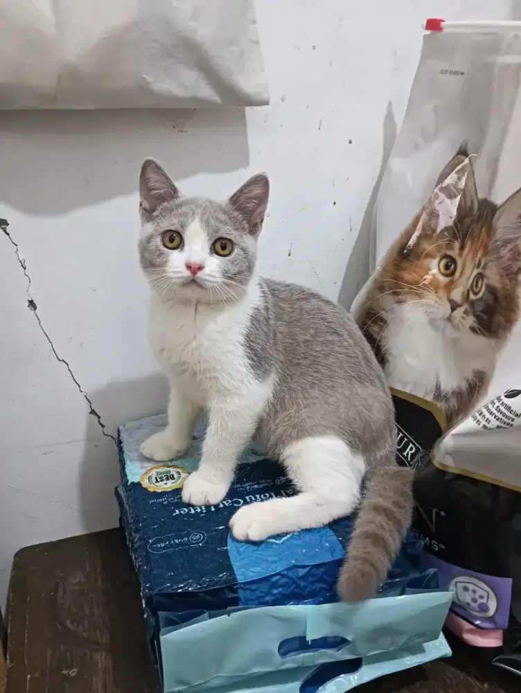 Kucing bsh Bicolour Lilac kitten betina