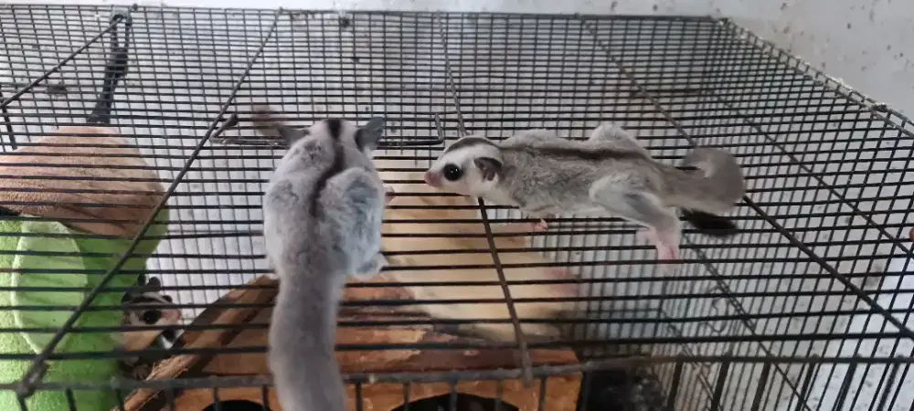 Sugar Glider White Face