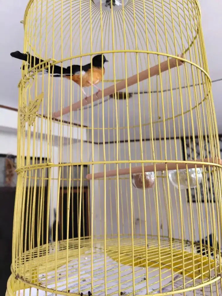 Burung murai batu betina sehat cantik