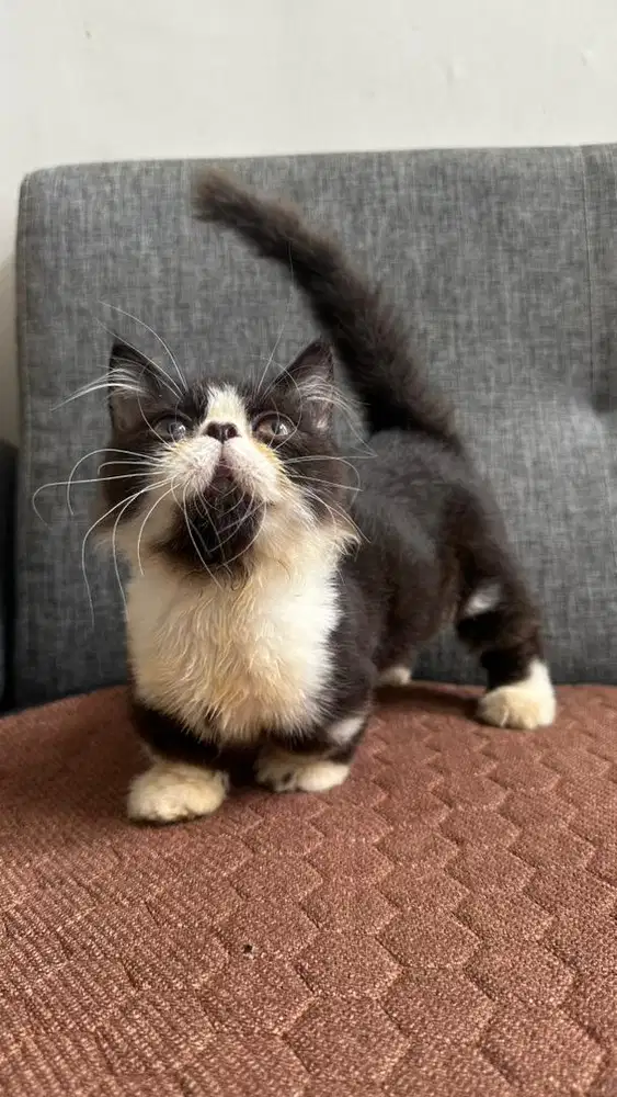 kucing munchkin cebol