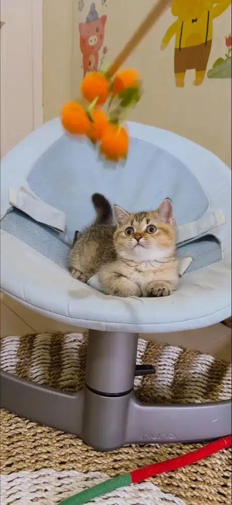 kucing BSH | Scottish Straight Jantan Pure bukan mix