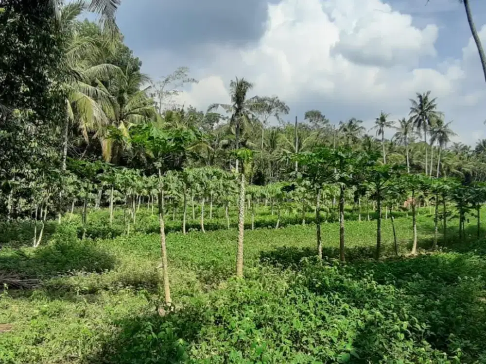 Dijual Tanah Luas Strategis Cocok Untuk Usaha Dan Investasi Di Kebumen