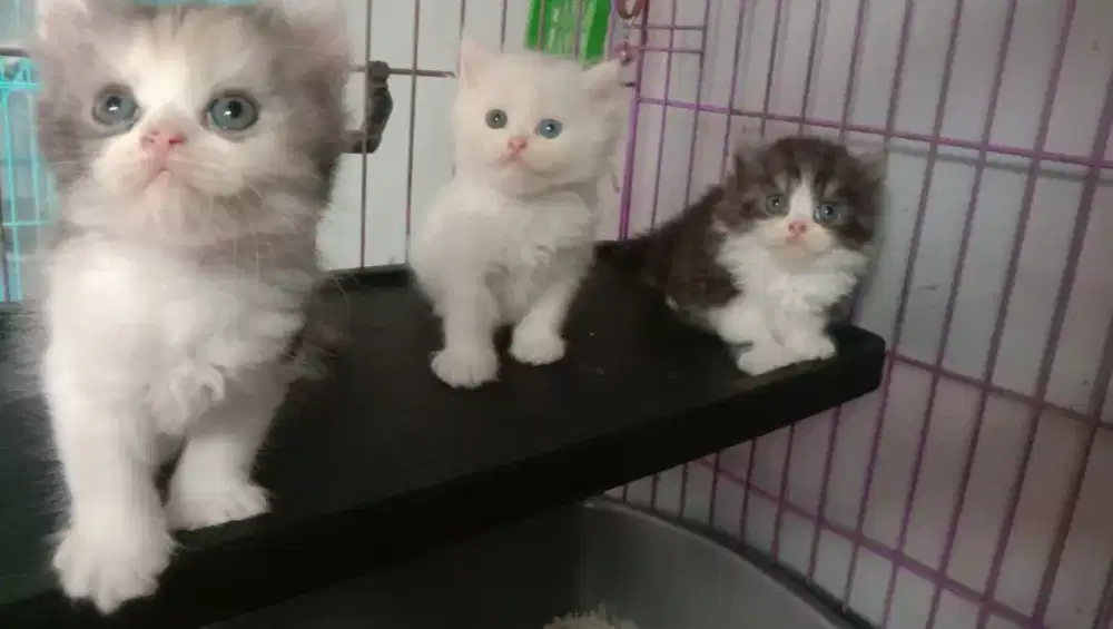 Kitten Persia x Munchkin Minuet