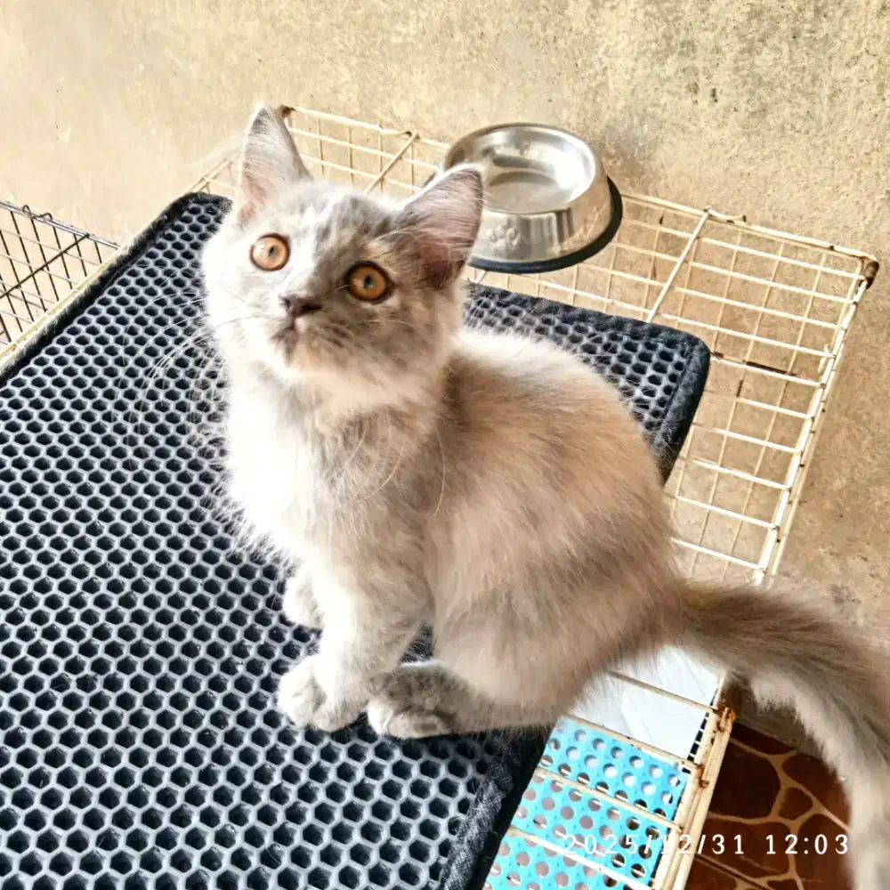 Persian medium betina