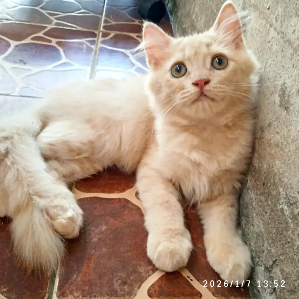 Persian medium jantan