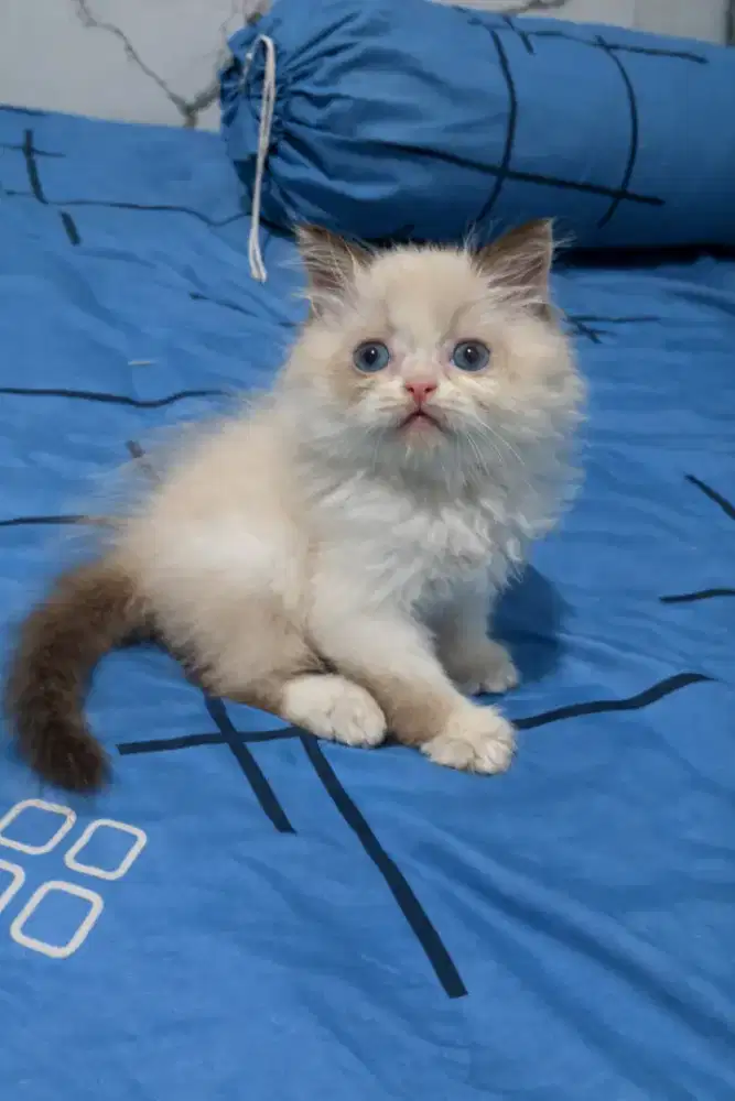 kitten persia himalaya