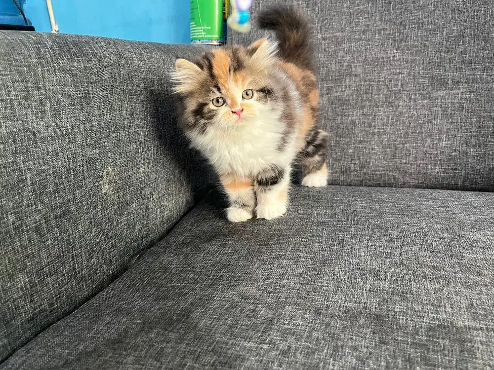 Persia flat nose 2.5 bulan betina