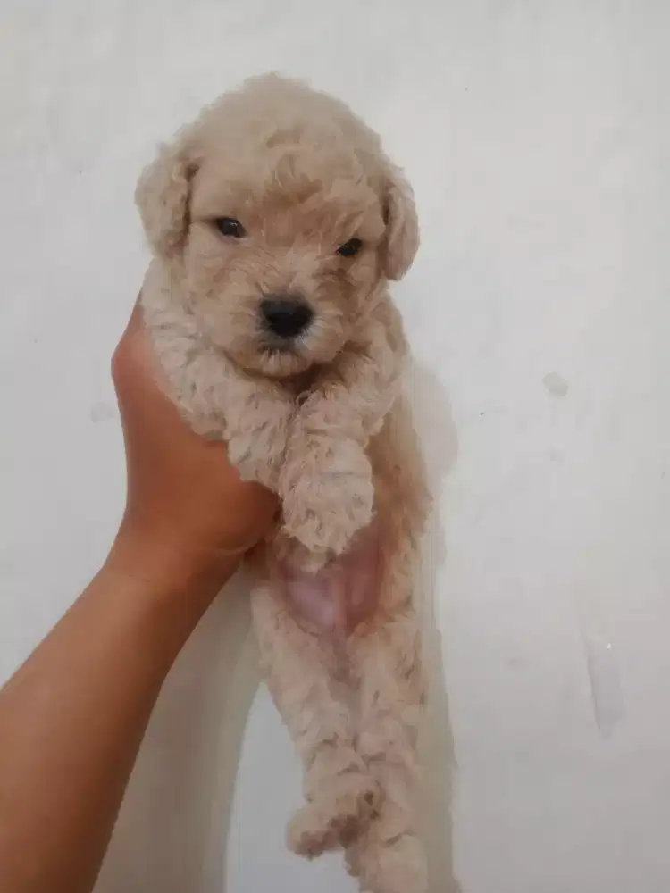 Toy poodle jantan
