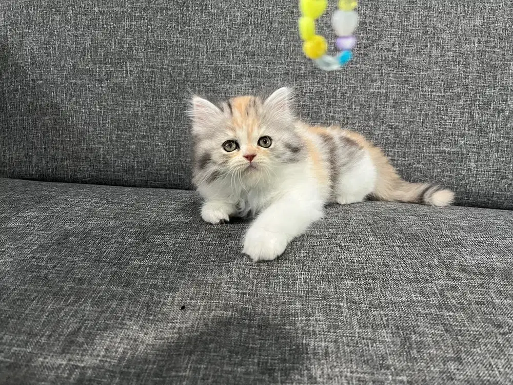 Kucing persia flatnose usia 2,5 bulan