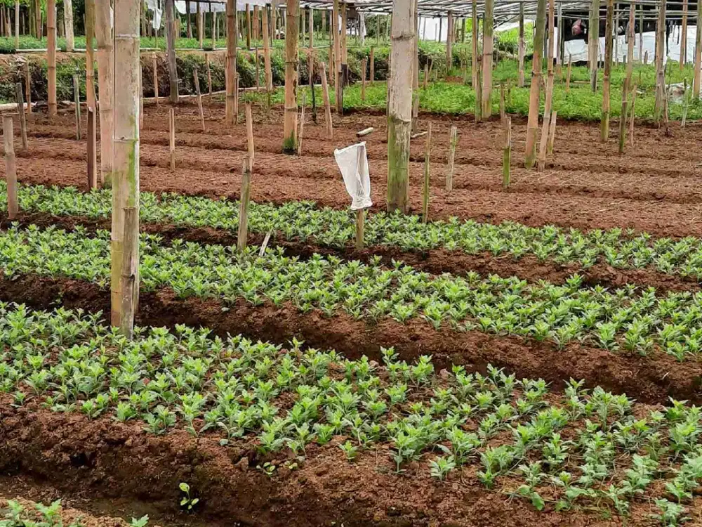 Dijual tanah kebun luas subur pinggir jalan view keren akses mudah.