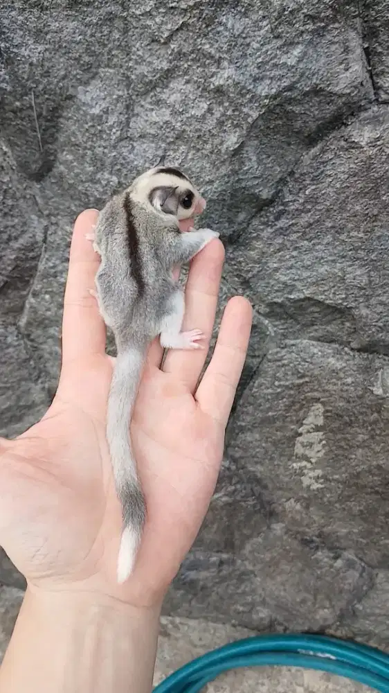 Sugar glider mozaic