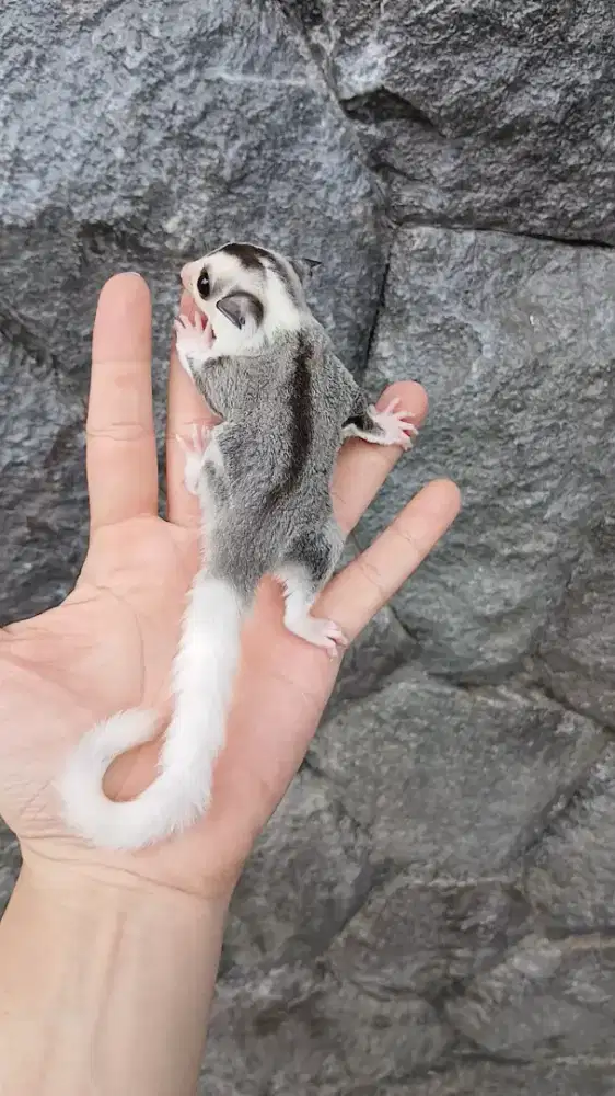 Sugar glider mozaic