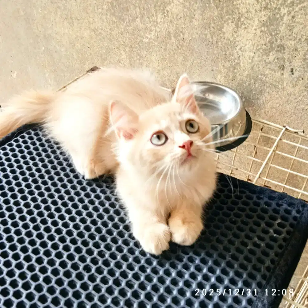 Persian medium jantan