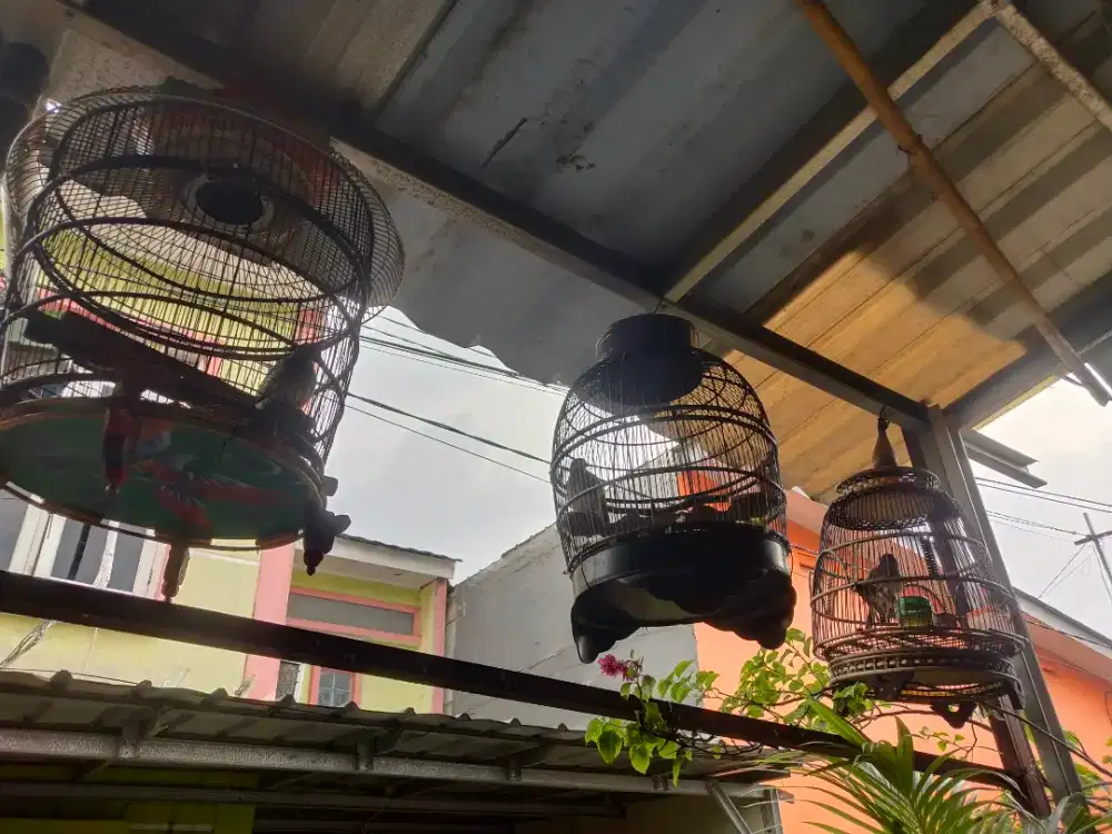 Peekutut lokal+kandang lokasi trubus depok