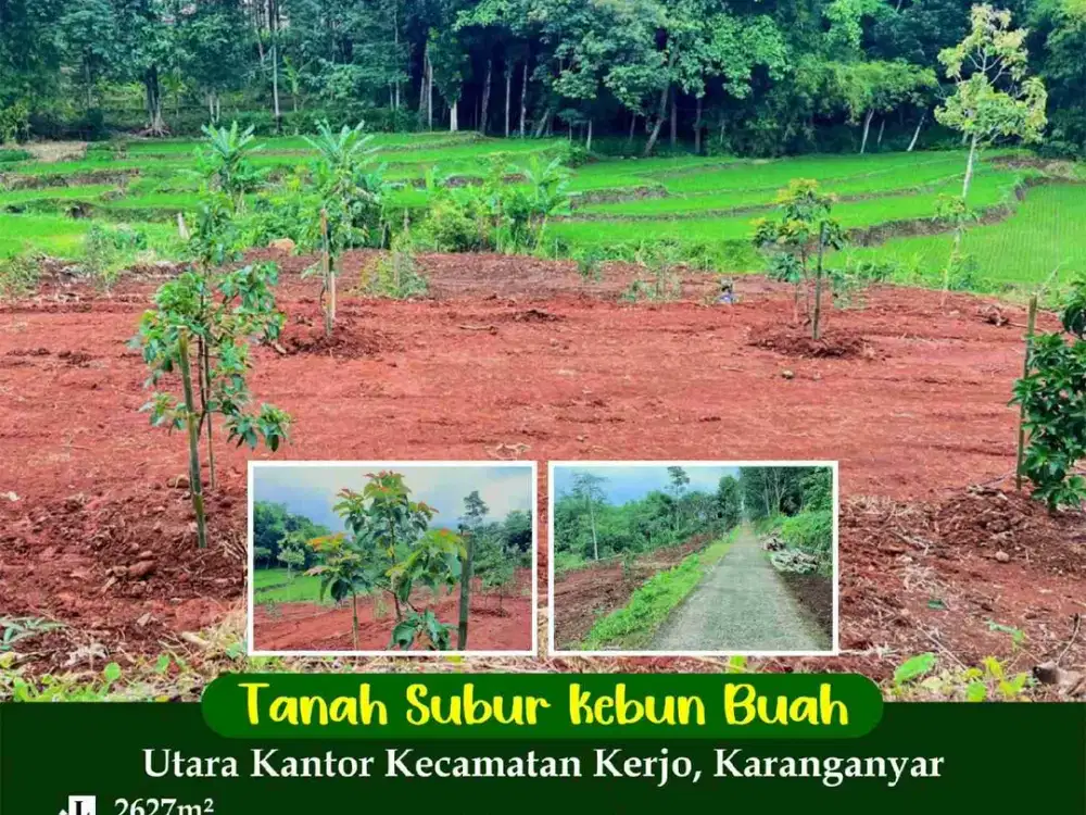 tanah kebun buah alpokat duren area kerjo karanganyar