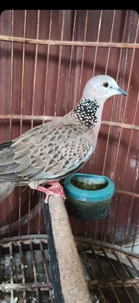 derkuku lokal suara besar