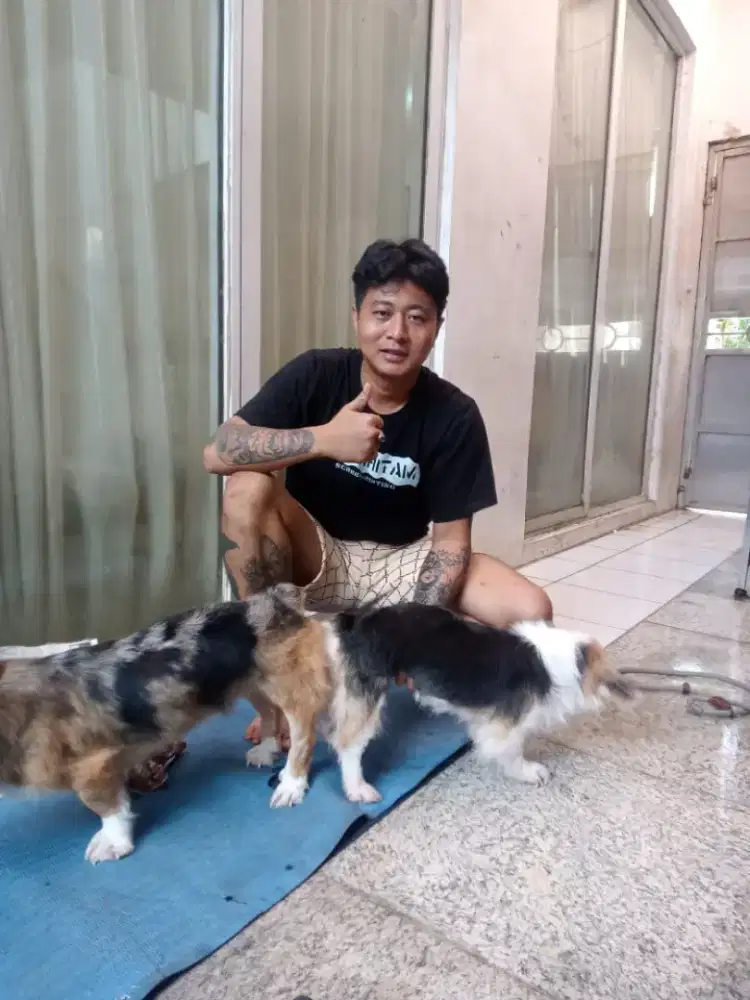 Jasa Pawang Pacak Anjing/Doggy