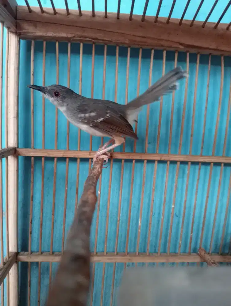 Ciblek kristal dewasa